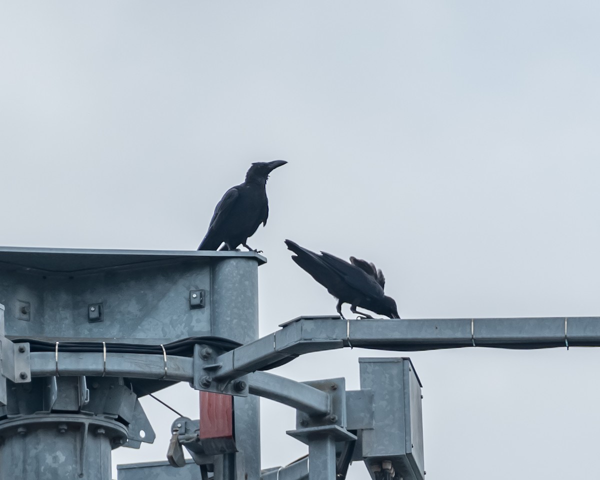 Corbeau à gros bec - ML617212121