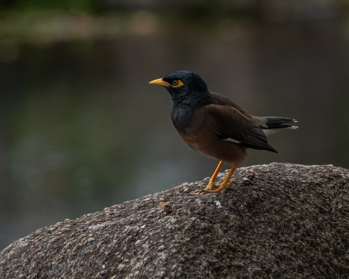 Common Myna - ML617212126