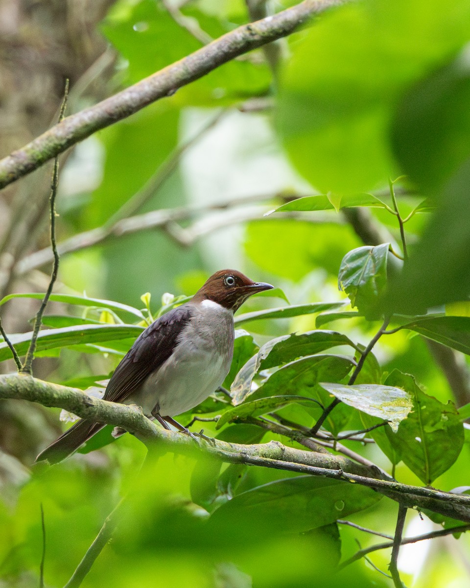 White-eyed Thrush - ML617212128