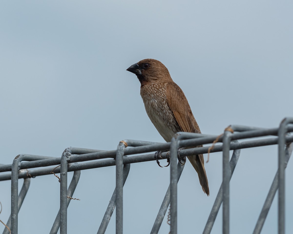 Scaly-breasted Munia - ML617212138