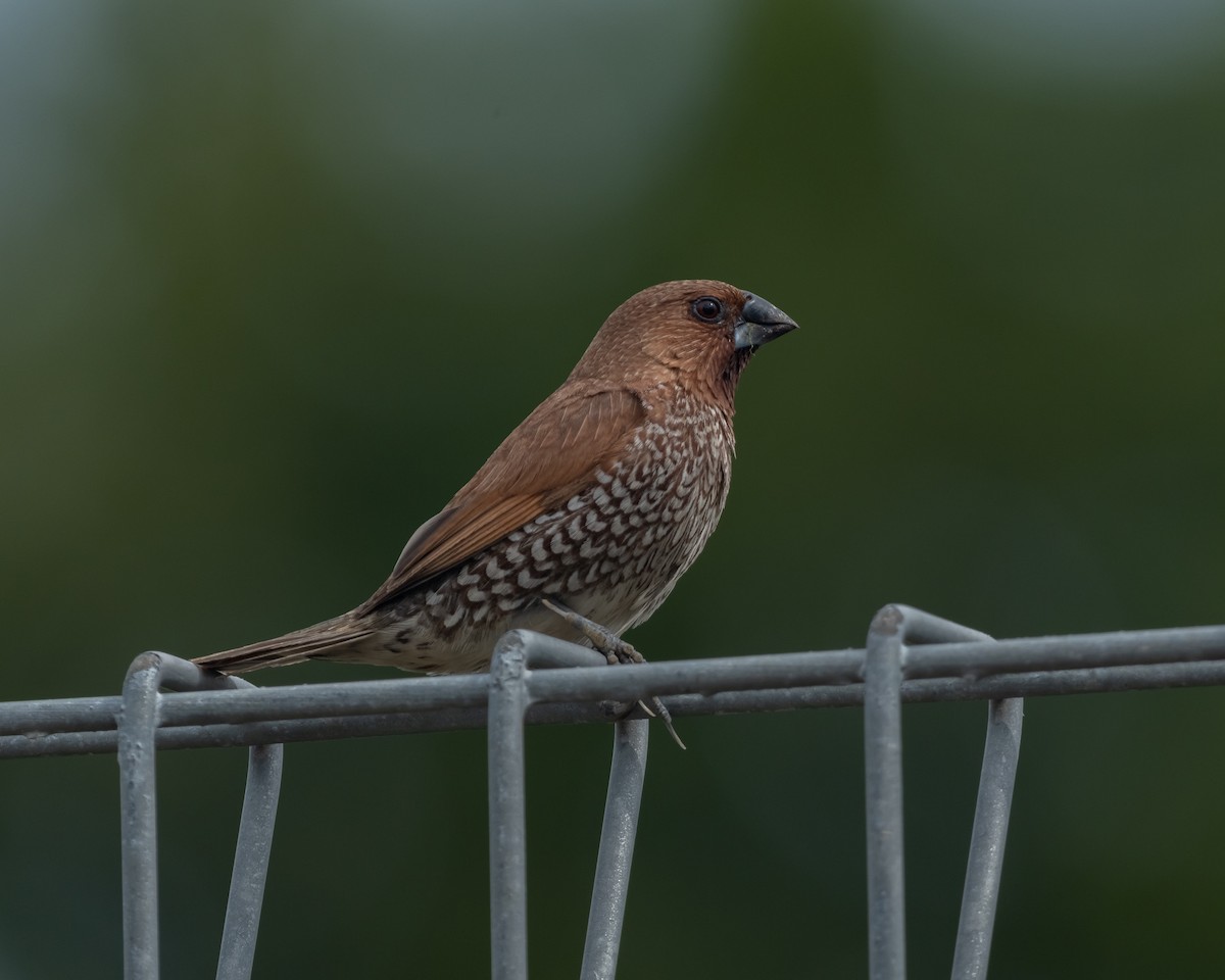 Scaly-breasted Munia - ML617212139