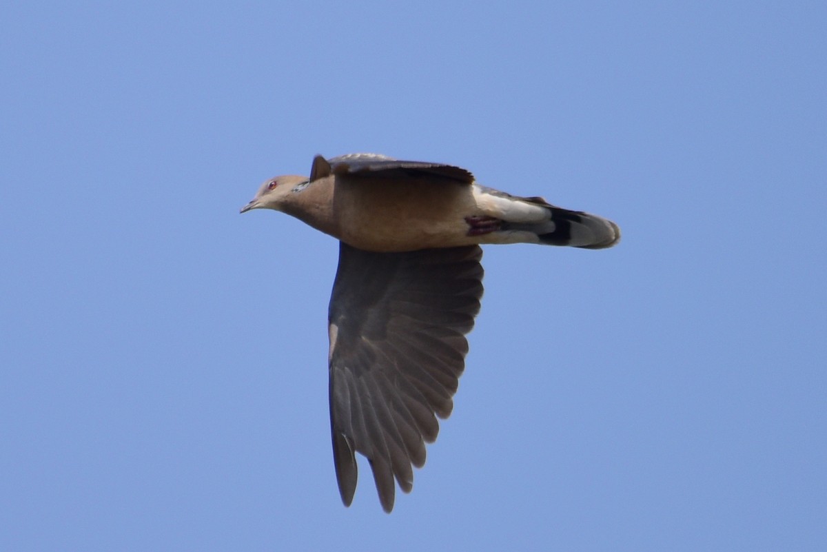 Oriental Turtle-Dove - ML617212157