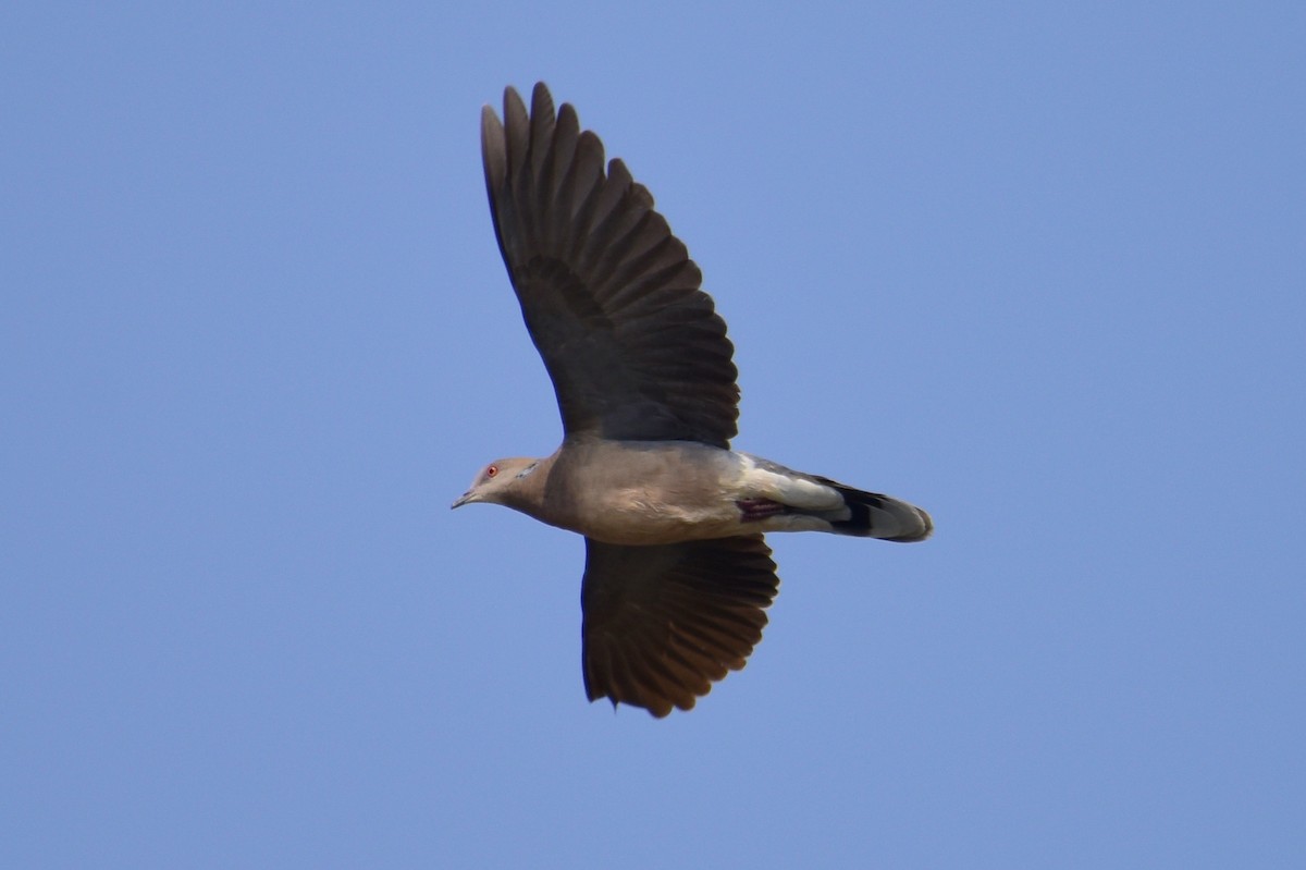 Oriental Turtle-Dove - ML617212158