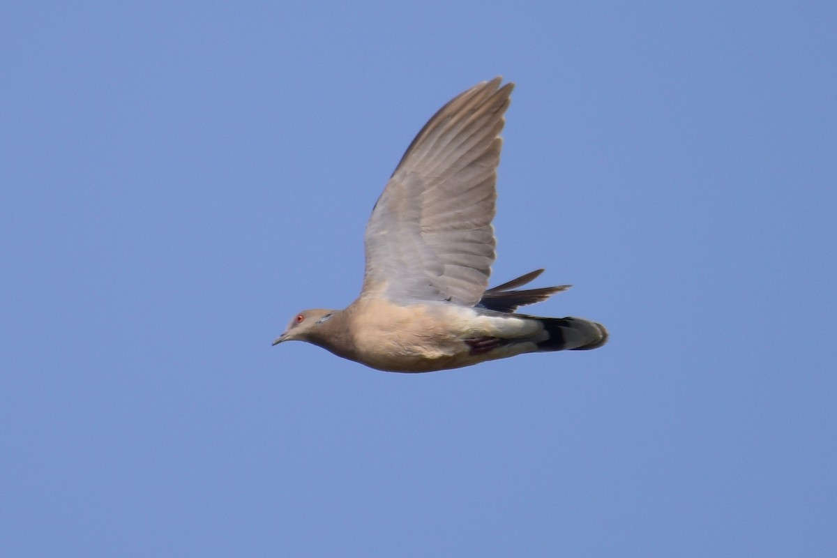 Oriental Turtle-Dove - ML617212159