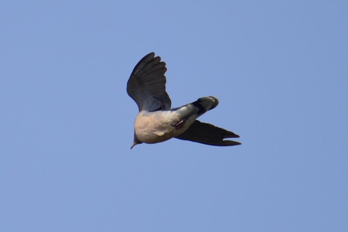 Oriental Turtle-Dove - ML617212161