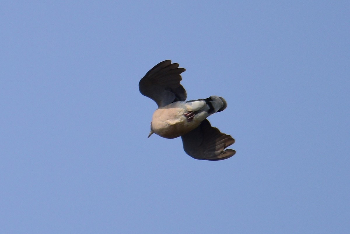 Oriental Turtle-Dove - ML617212162