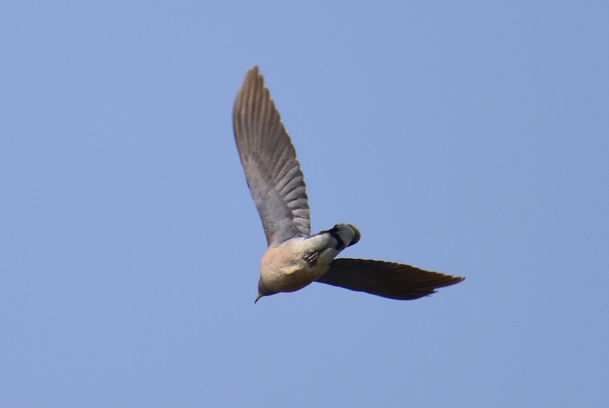 Oriental Turtle-Dove - ML617212163