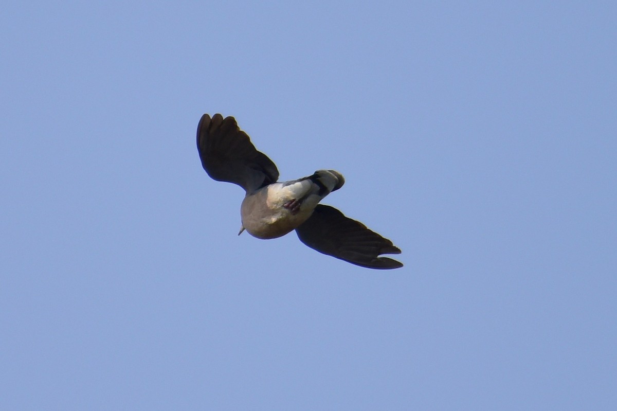 Oriental Turtle-Dove - ML617212164