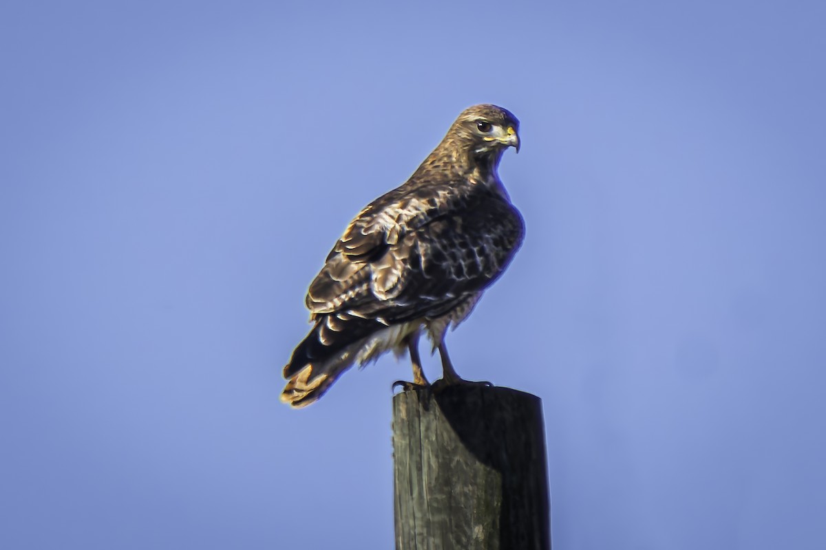 Red-tailed Hawk - ML617212167