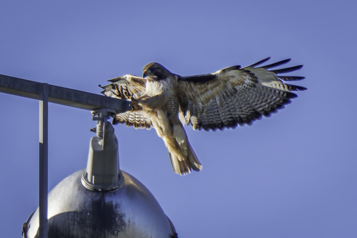 Red-tailed Hawk - ML617212168