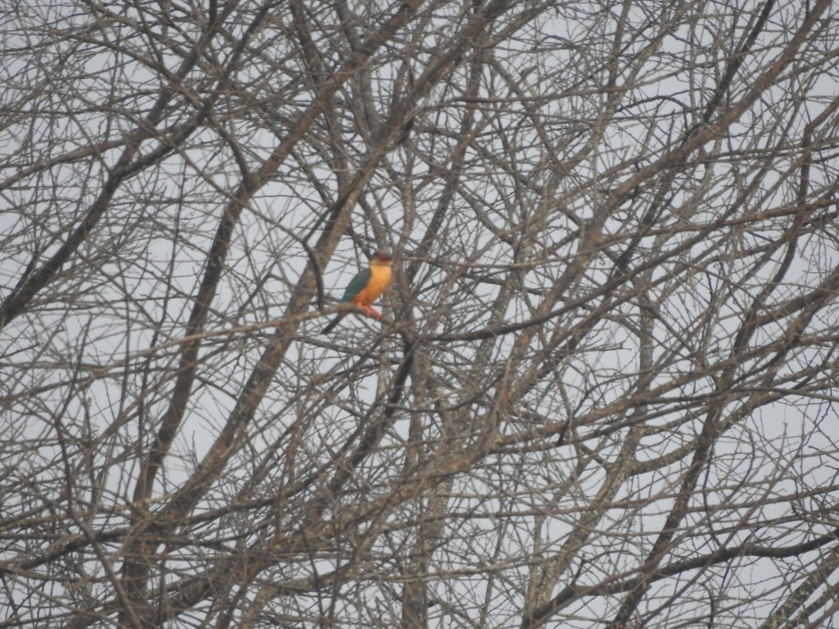 Stork-billed Kingfisher - RAVEESHA H N