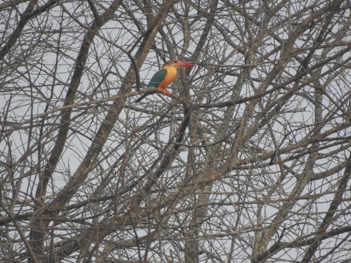 Stork-billed Kingfisher - RAVEESHA H N