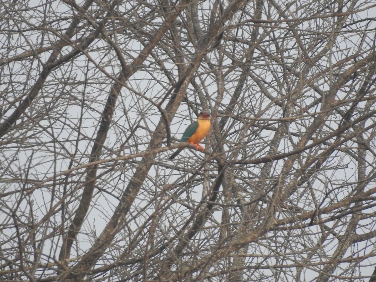 Stork-billed Kingfisher - ML617212180