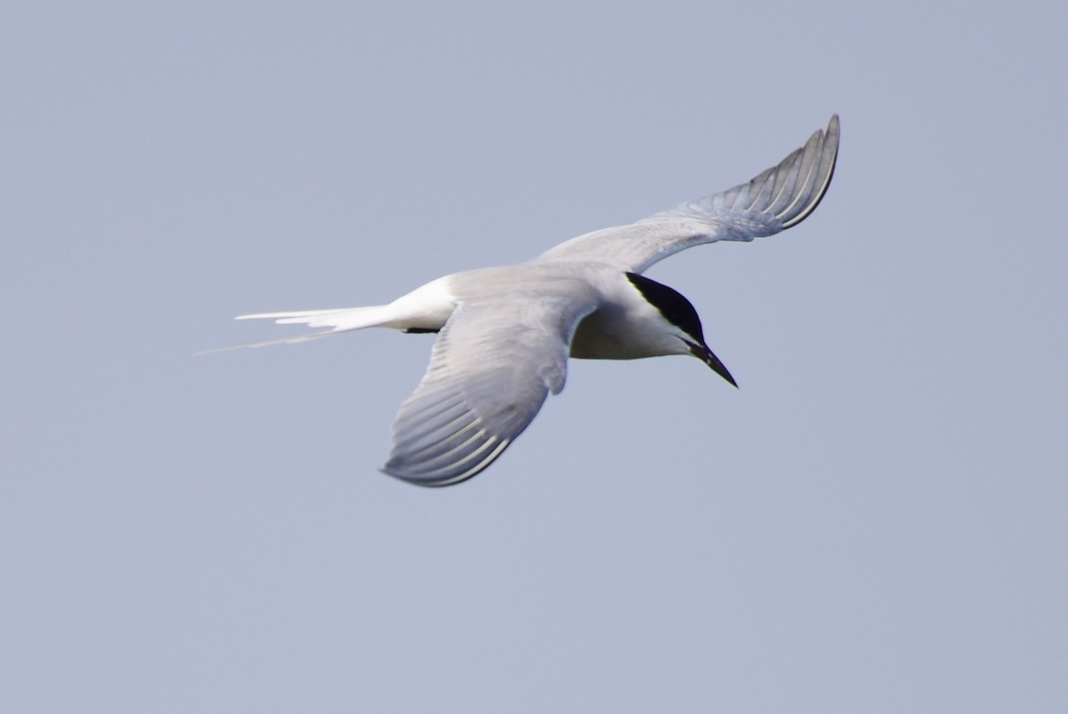 Common Tern - ML617212181