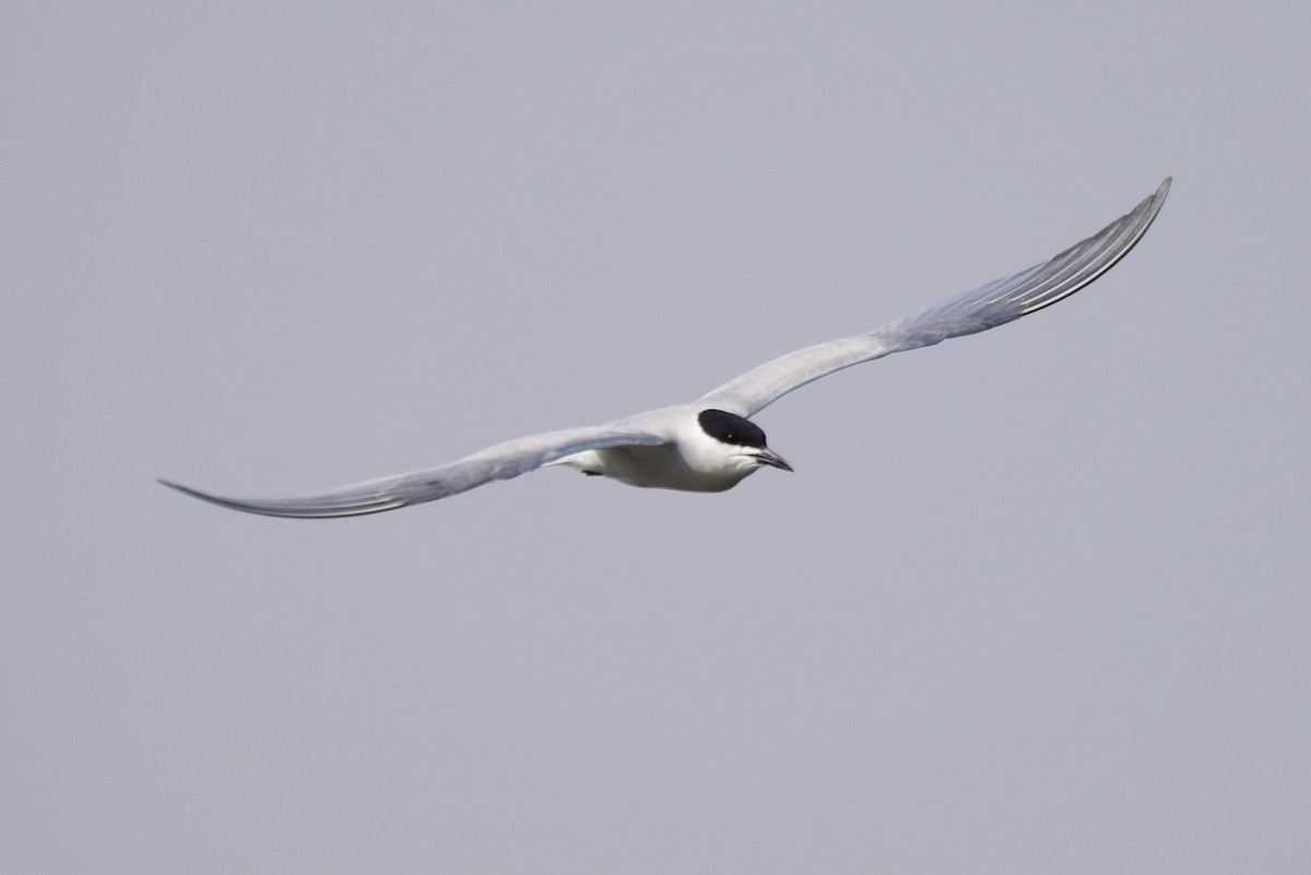 Common Tern - ML617212182