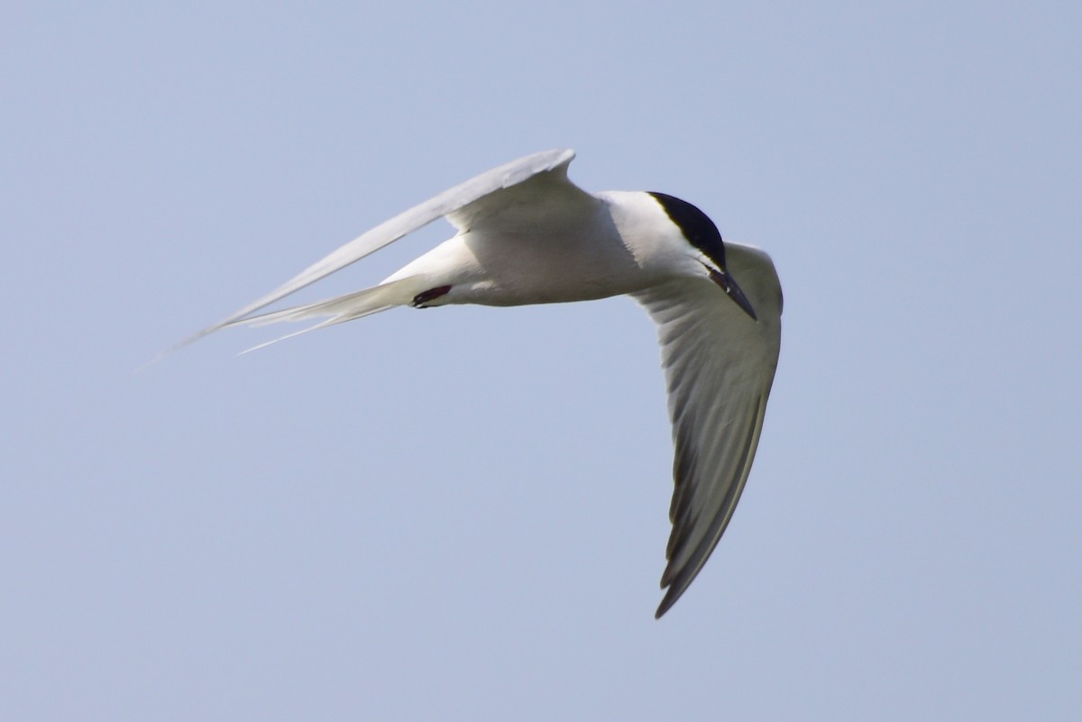 Common Tern - ML617212183