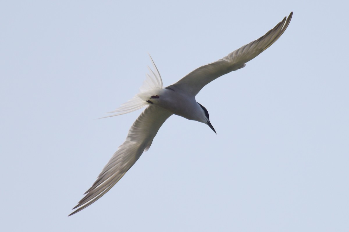 Common Tern - ML617212184