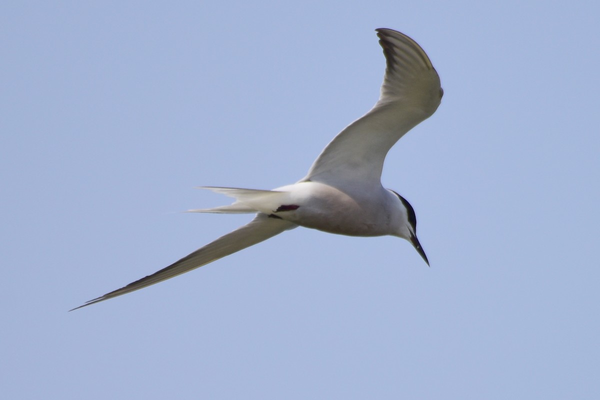 Common Tern - ML617212185
