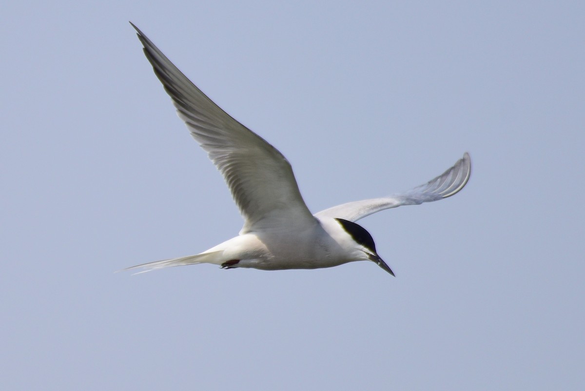 Common Tern - ML617212186