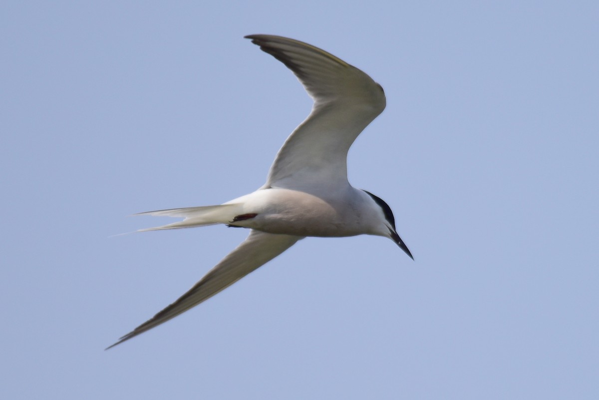 Common Tern - ML617212188