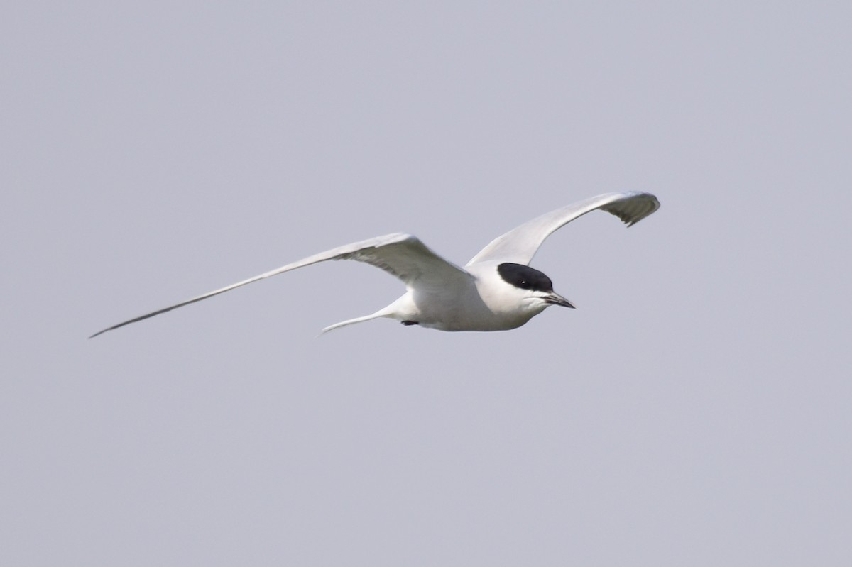 Common Tern - ML617212189