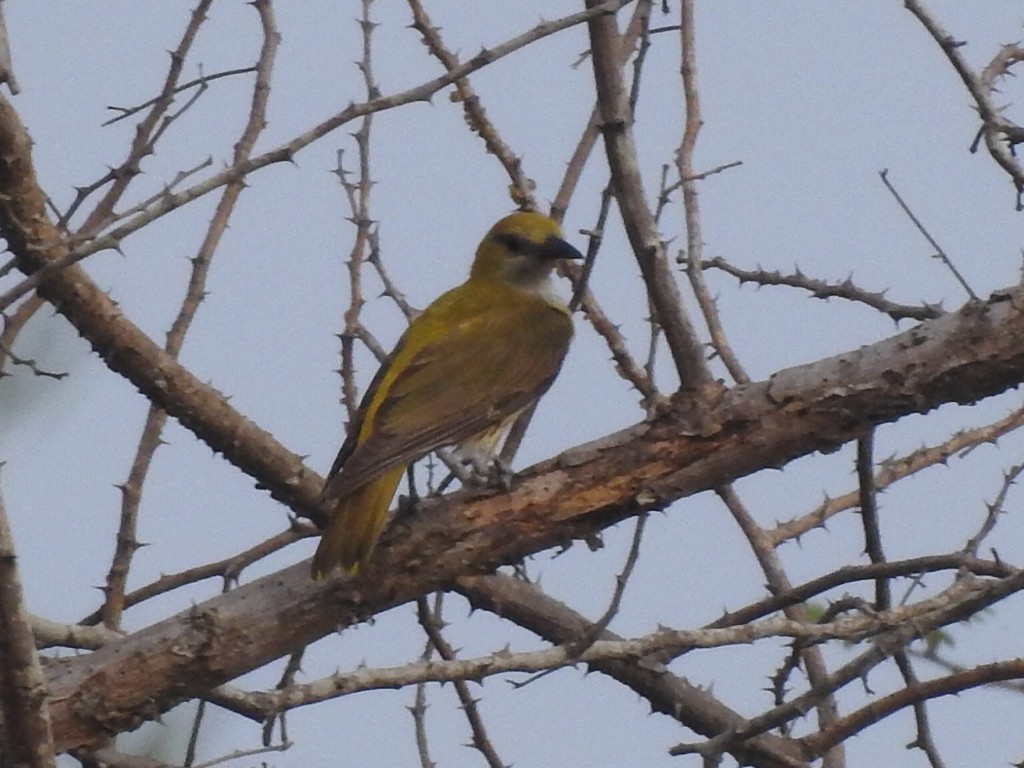 Indian Golden Oriole - RAVEESHA H N