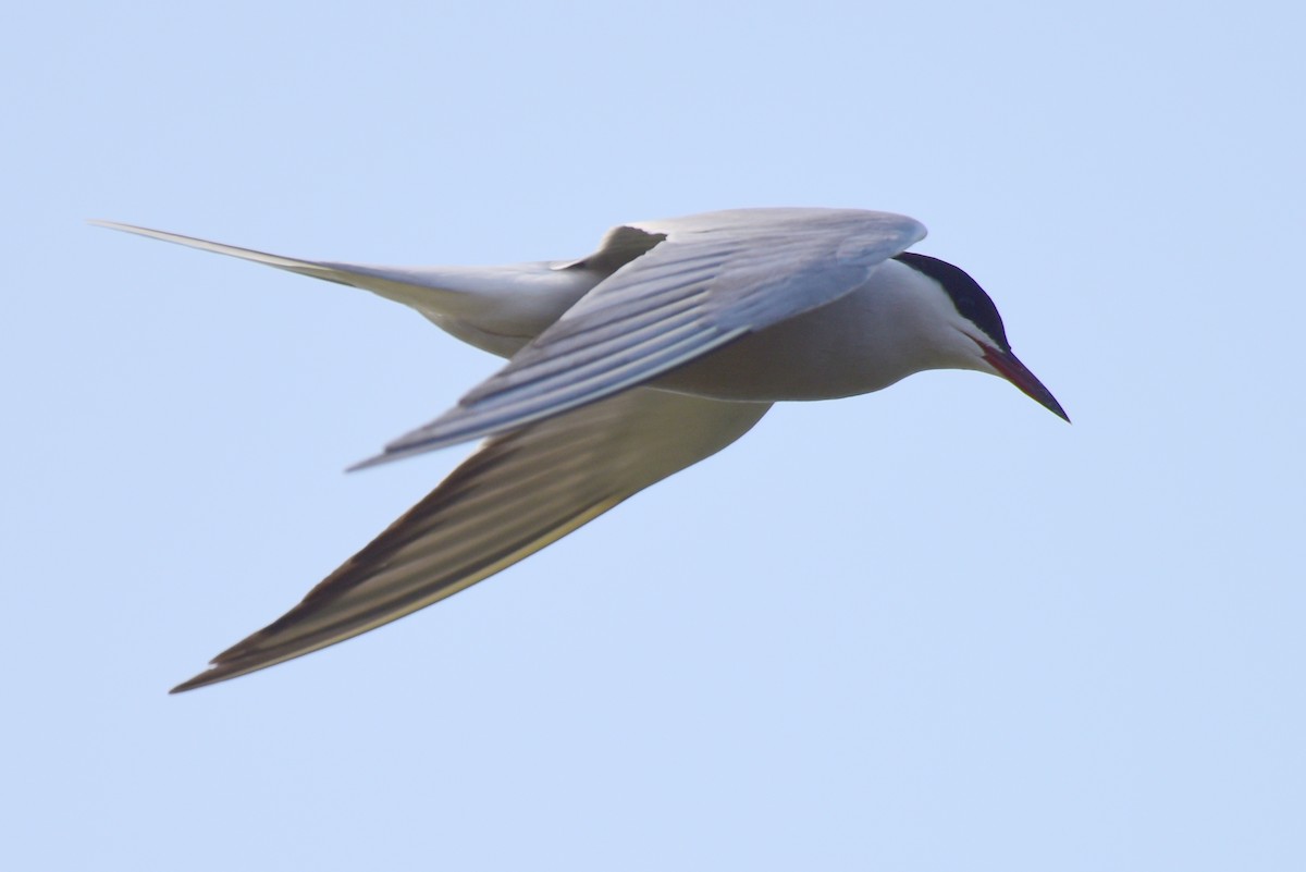 Common Tern - ML617212191