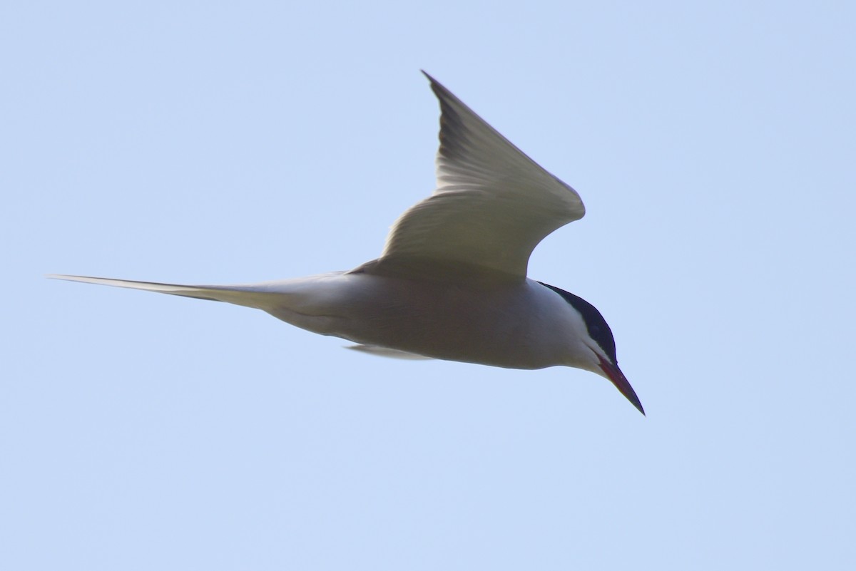 Common Tern - ML617212192