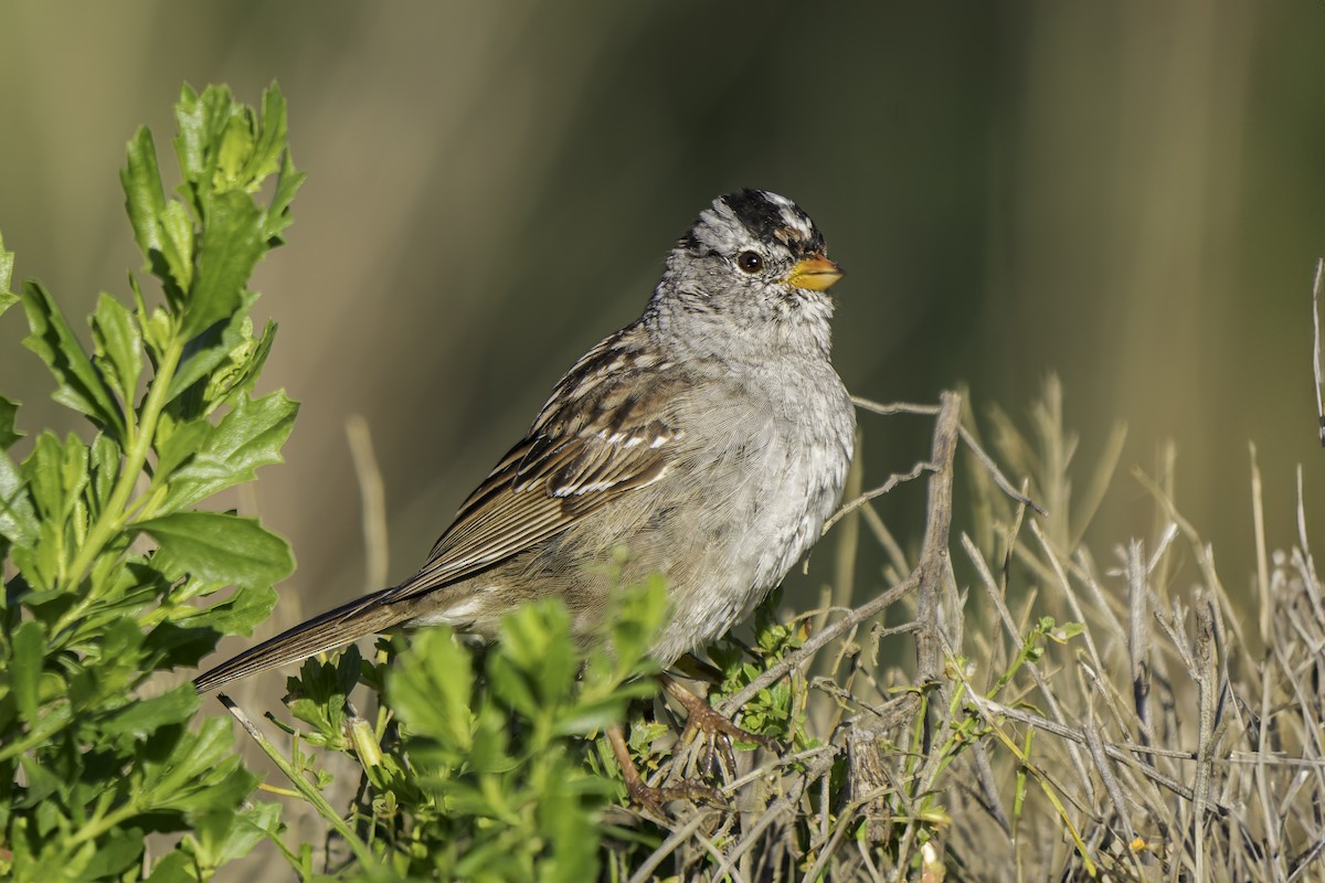 White-crowned Sparrow - ML617212193