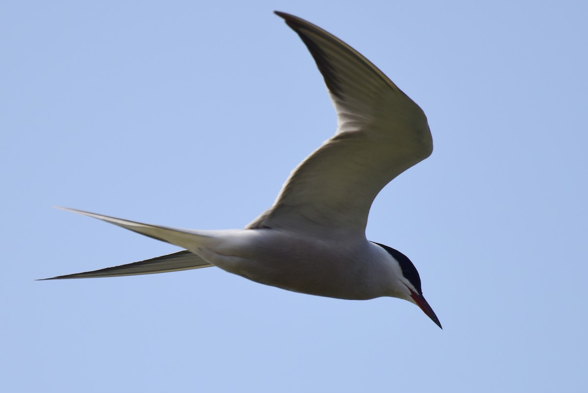 Common Tern - ML617212195