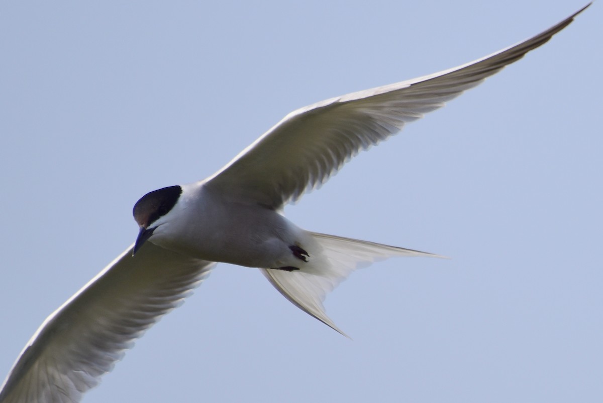 Common Tern - ML617212196