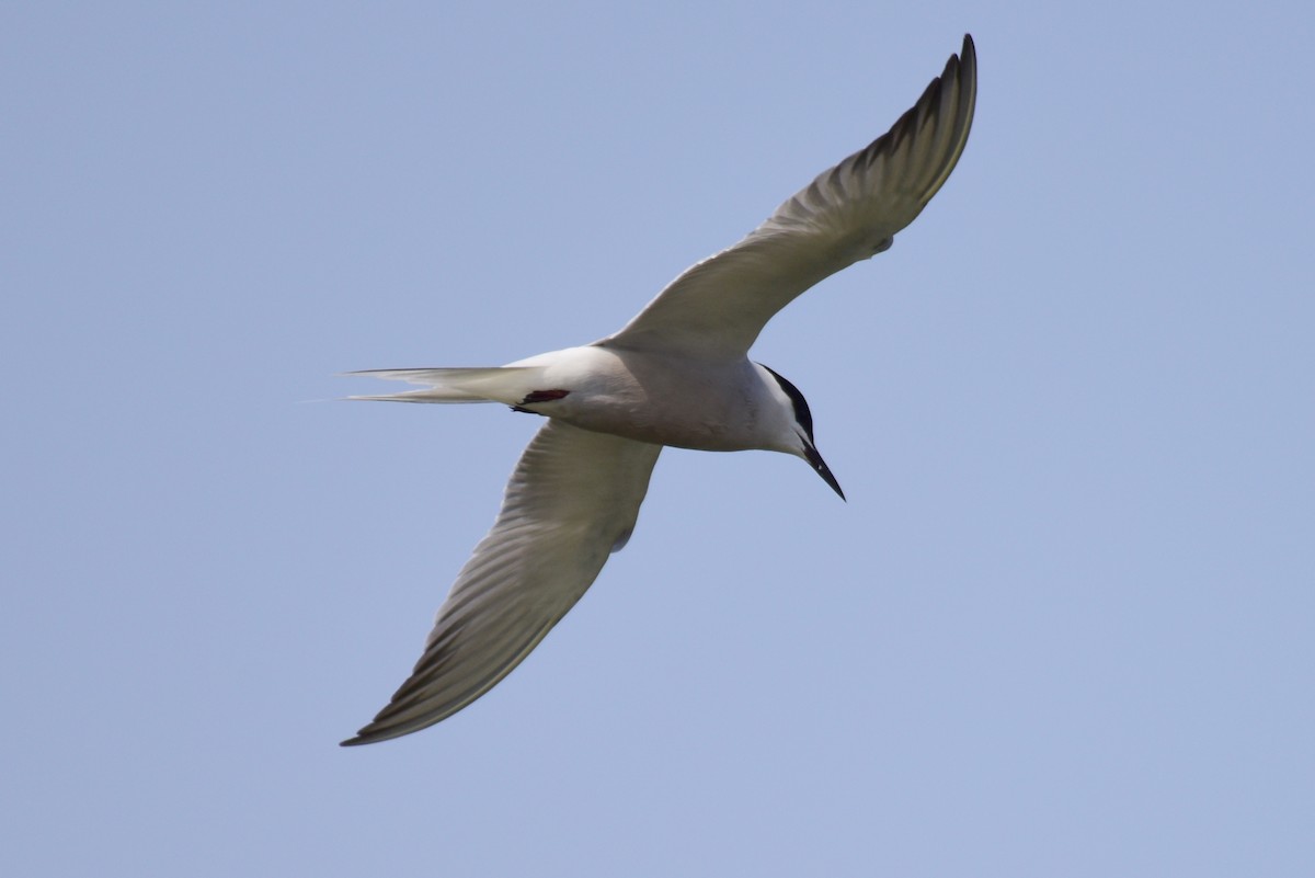 Common Tern - ML617212197