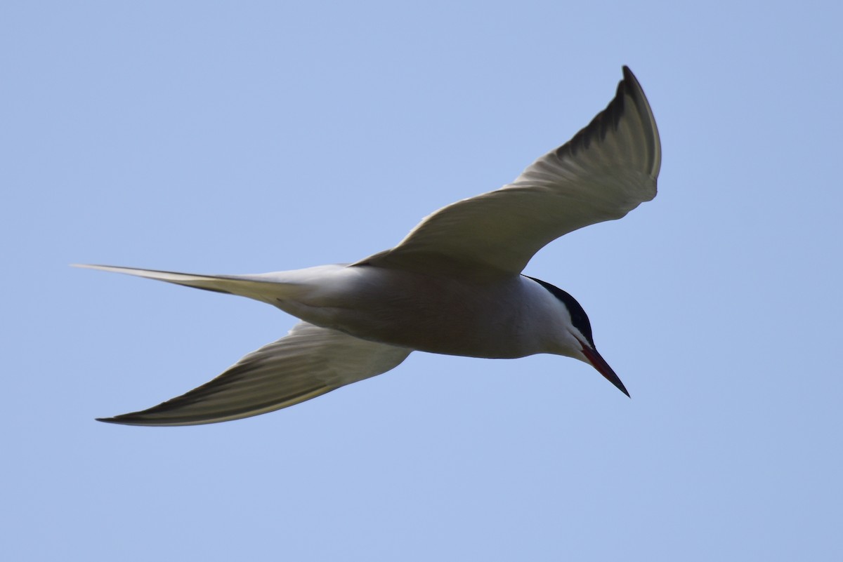 Common Tern - ML617212198