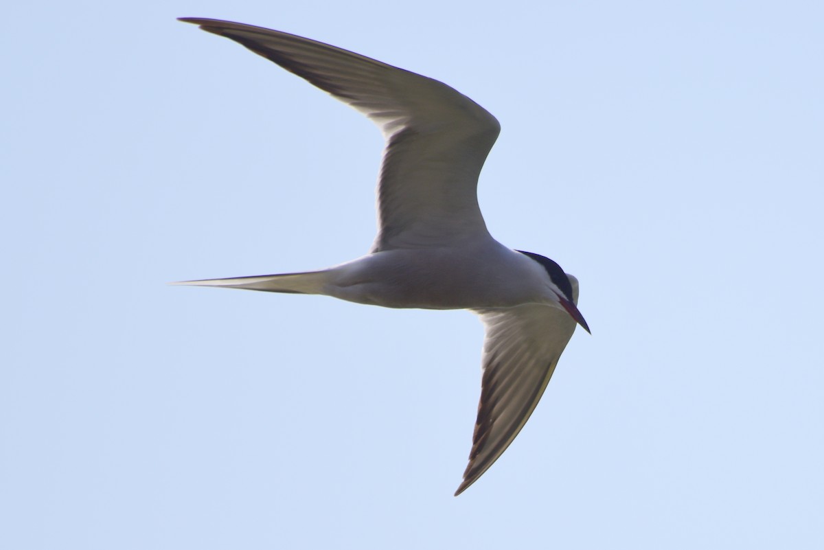 Common Tern - ML617212199