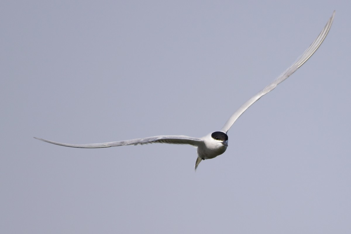 Common Tern - ML617212200