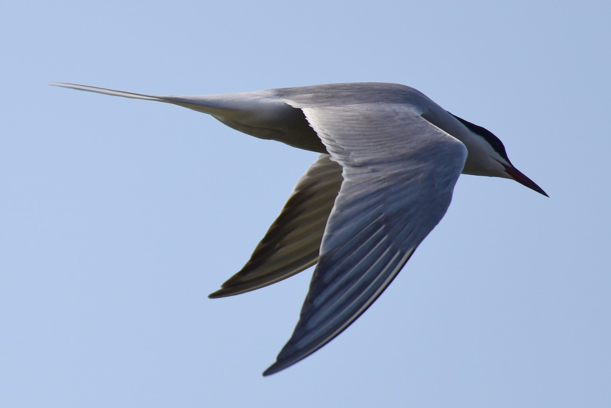 Common Tern - ML617212201