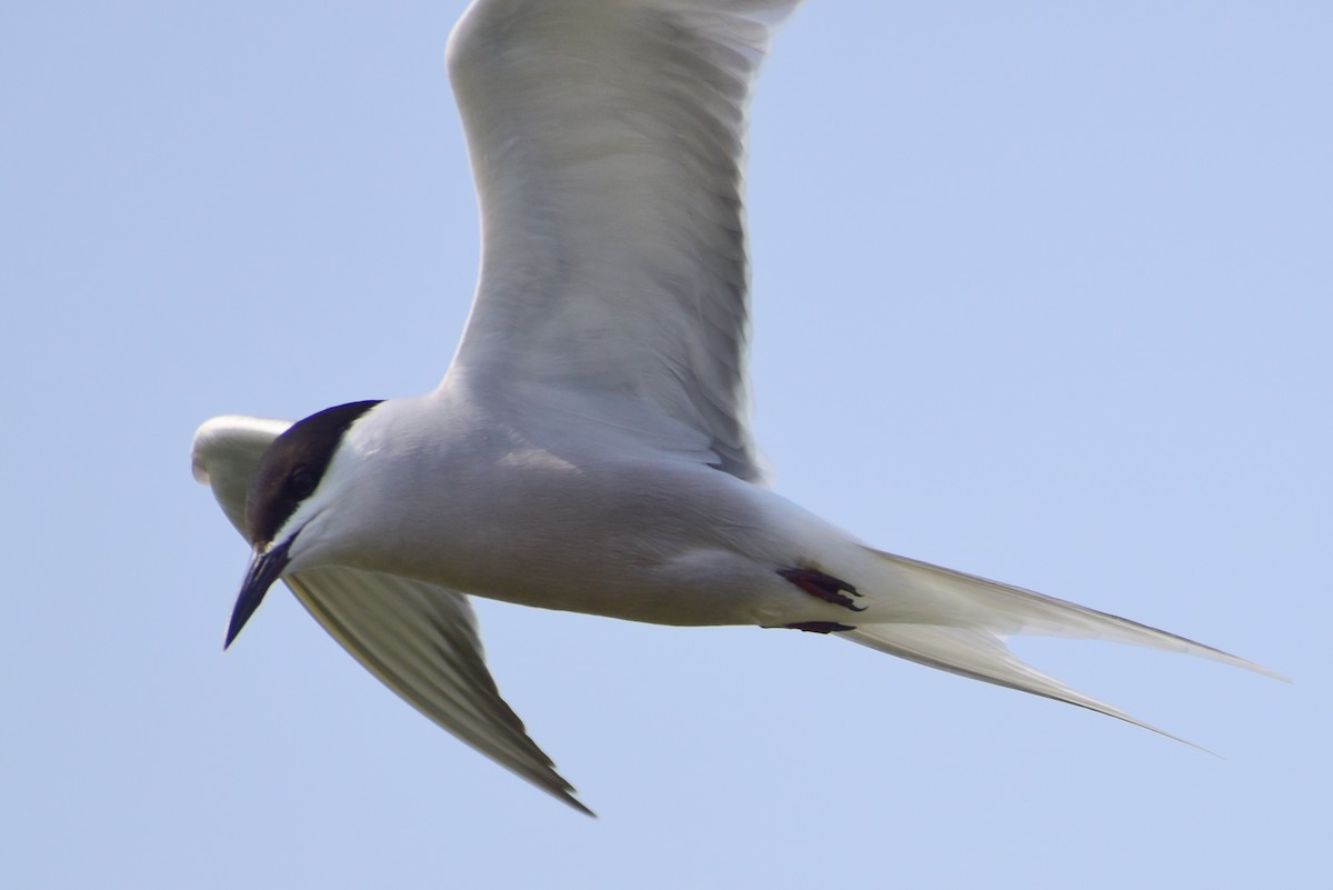 Common Tern - ML617212202