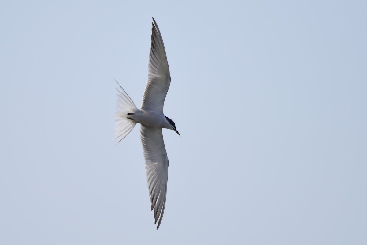 Common Tern - ML617212204