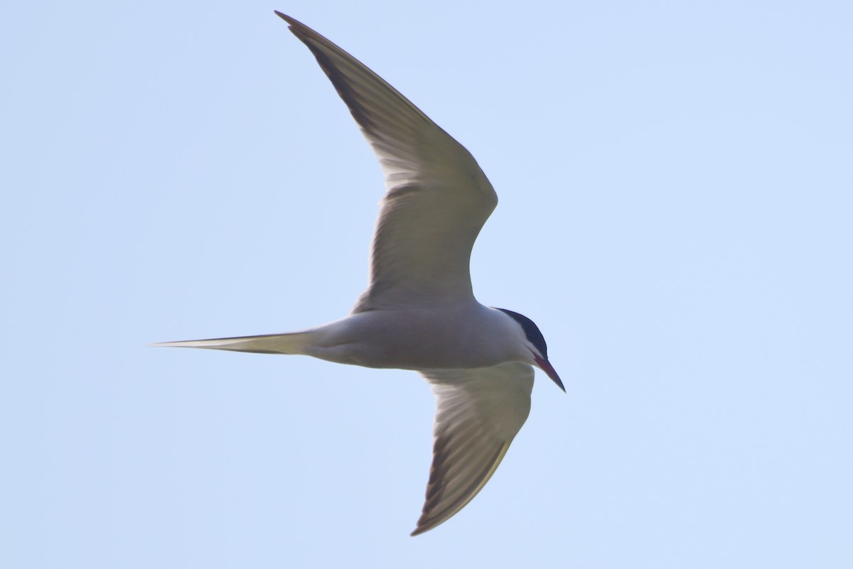Common Tern - ML617212205
