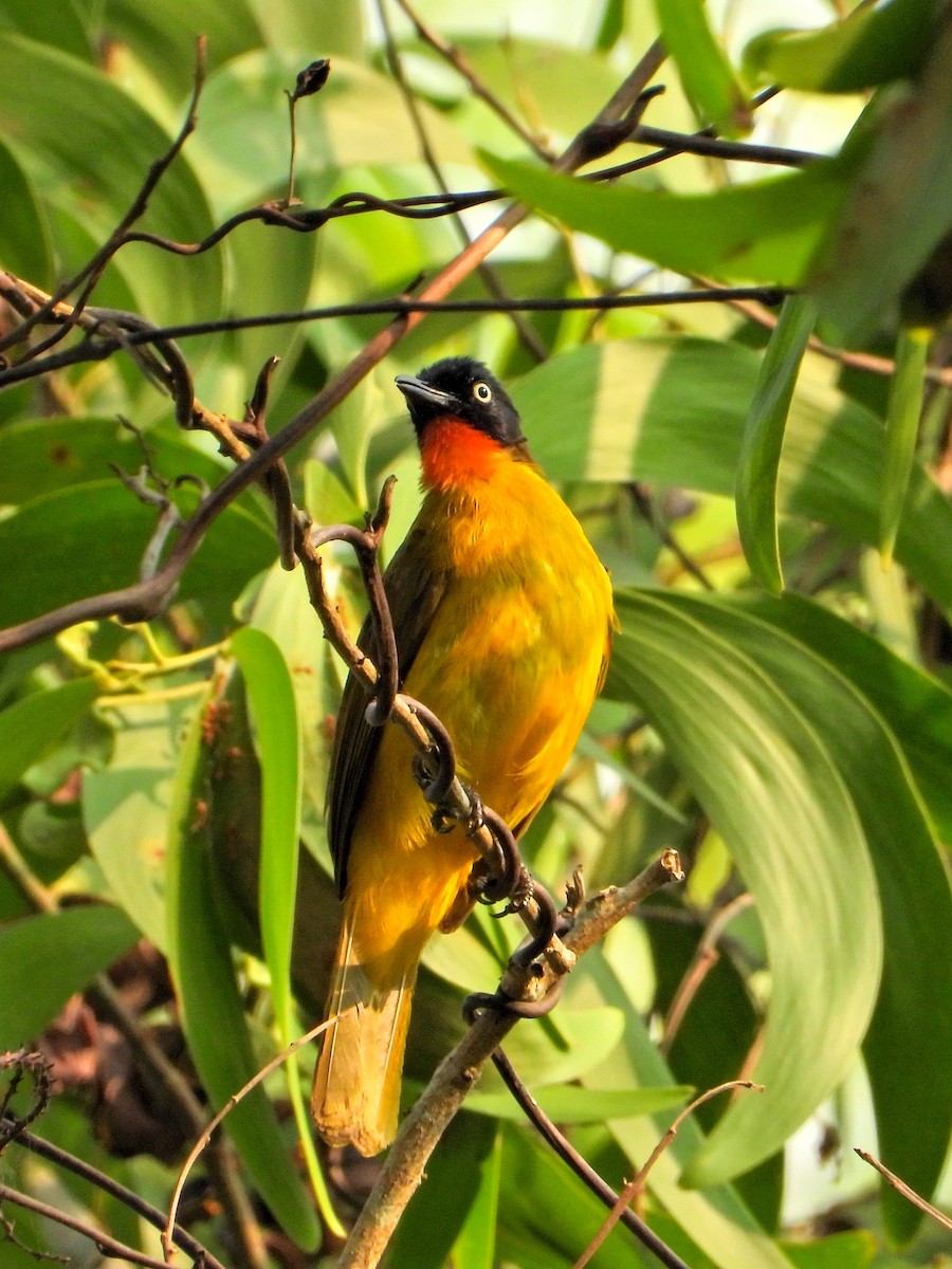 Flame-throated Bulbul - Sumanth Kerur