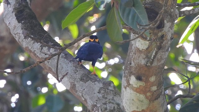 Common Hill Myna - ML617212332