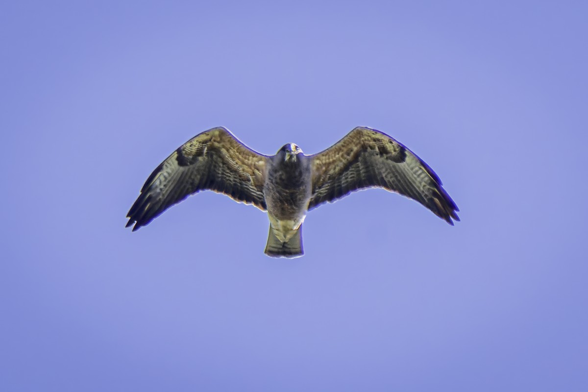 Swainson's Hawk - ML617212350