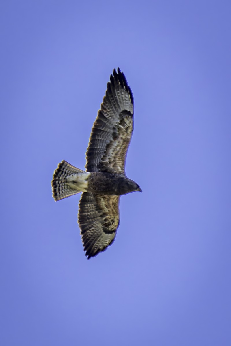 Swainson's Hawk - ML617212351