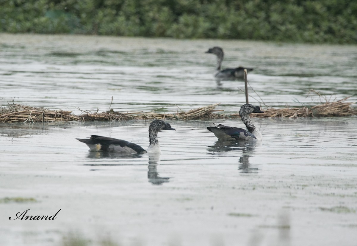 Knob-billed Duck - ML617212402