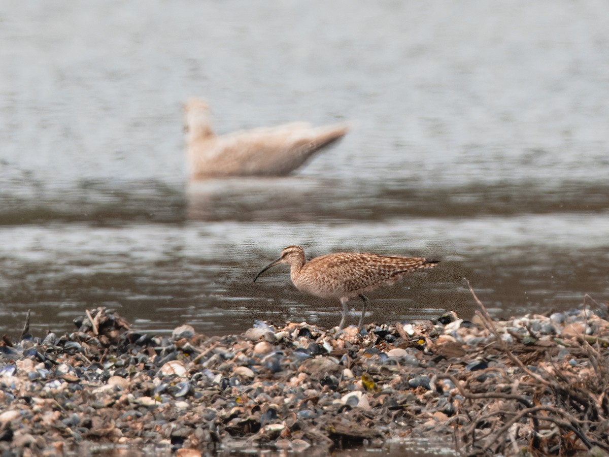 Whimbrel - ML617212414