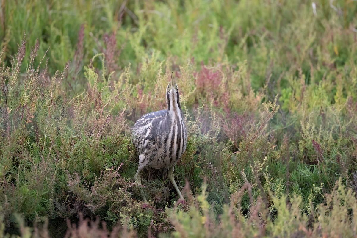 Australasian Bittern - Ian Shrubsole