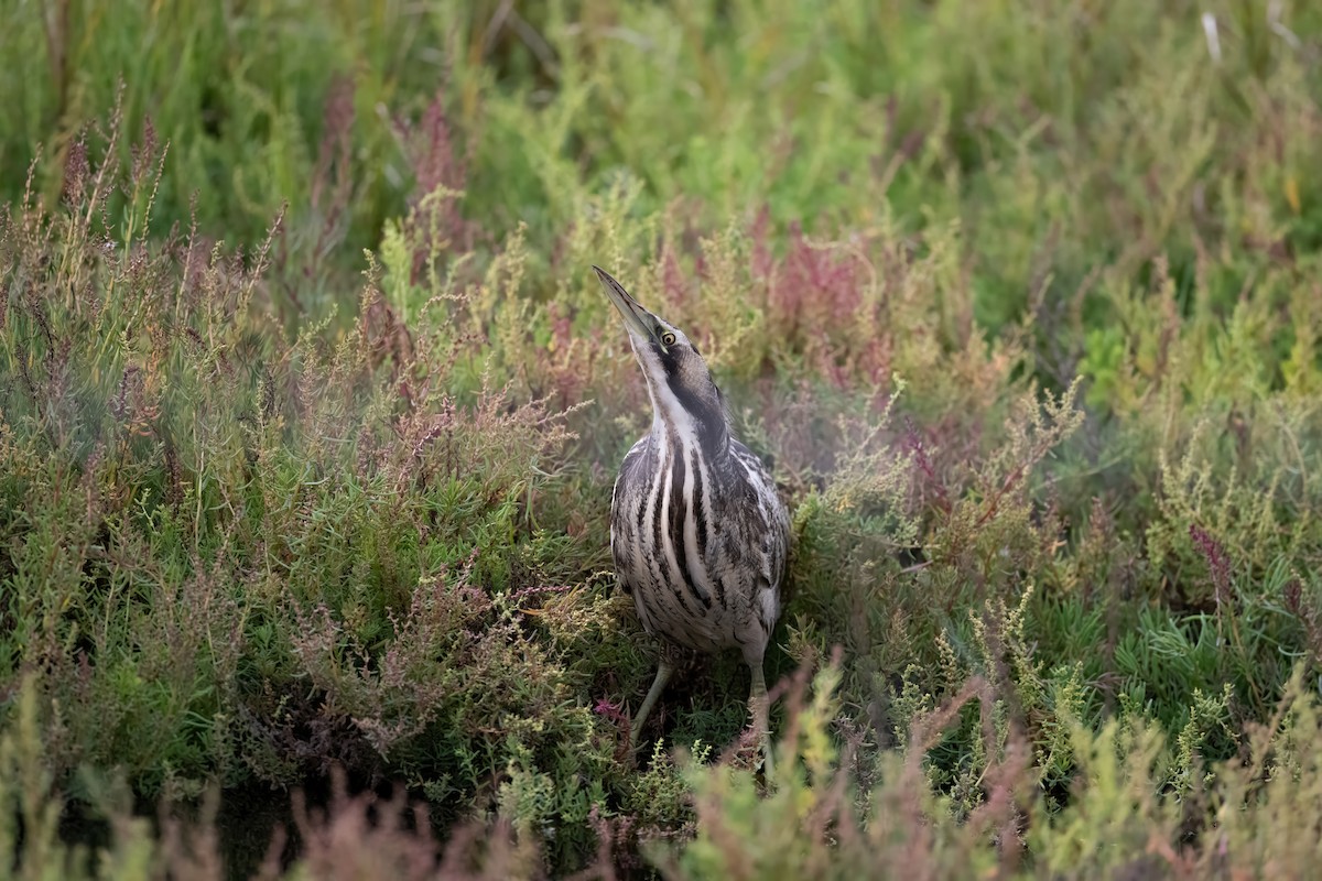 Australasian Bittern - Ian Shrubsole