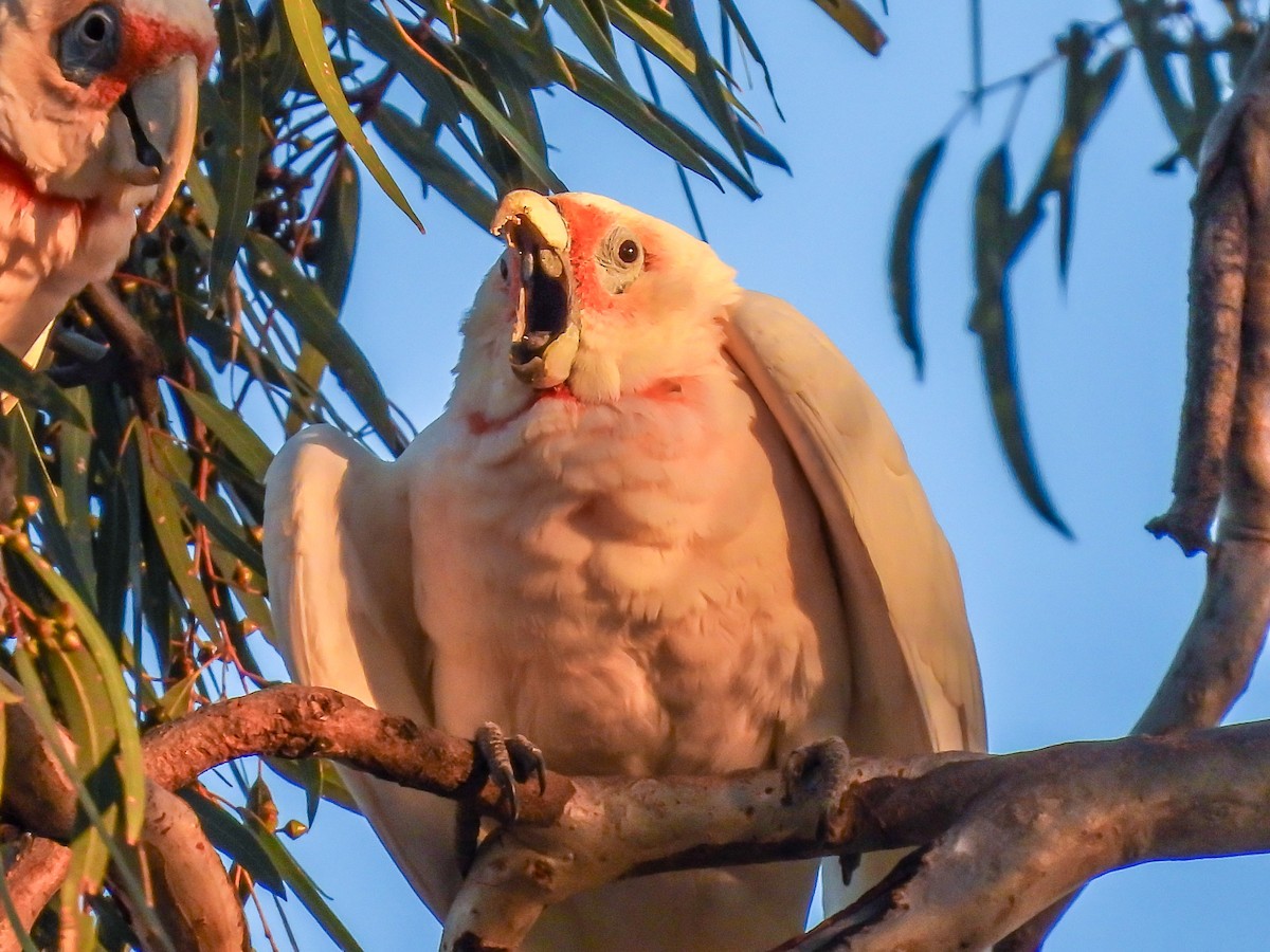 Long-billed Corella - ML617212450