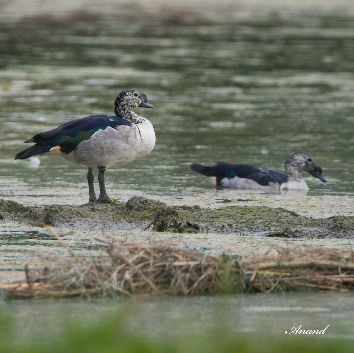 Knob-billed Duck - ML617212583