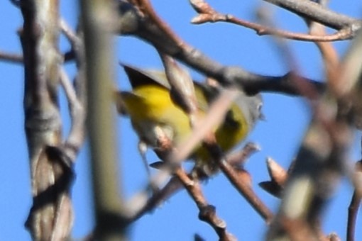 Nashville Warbler - ML617212600